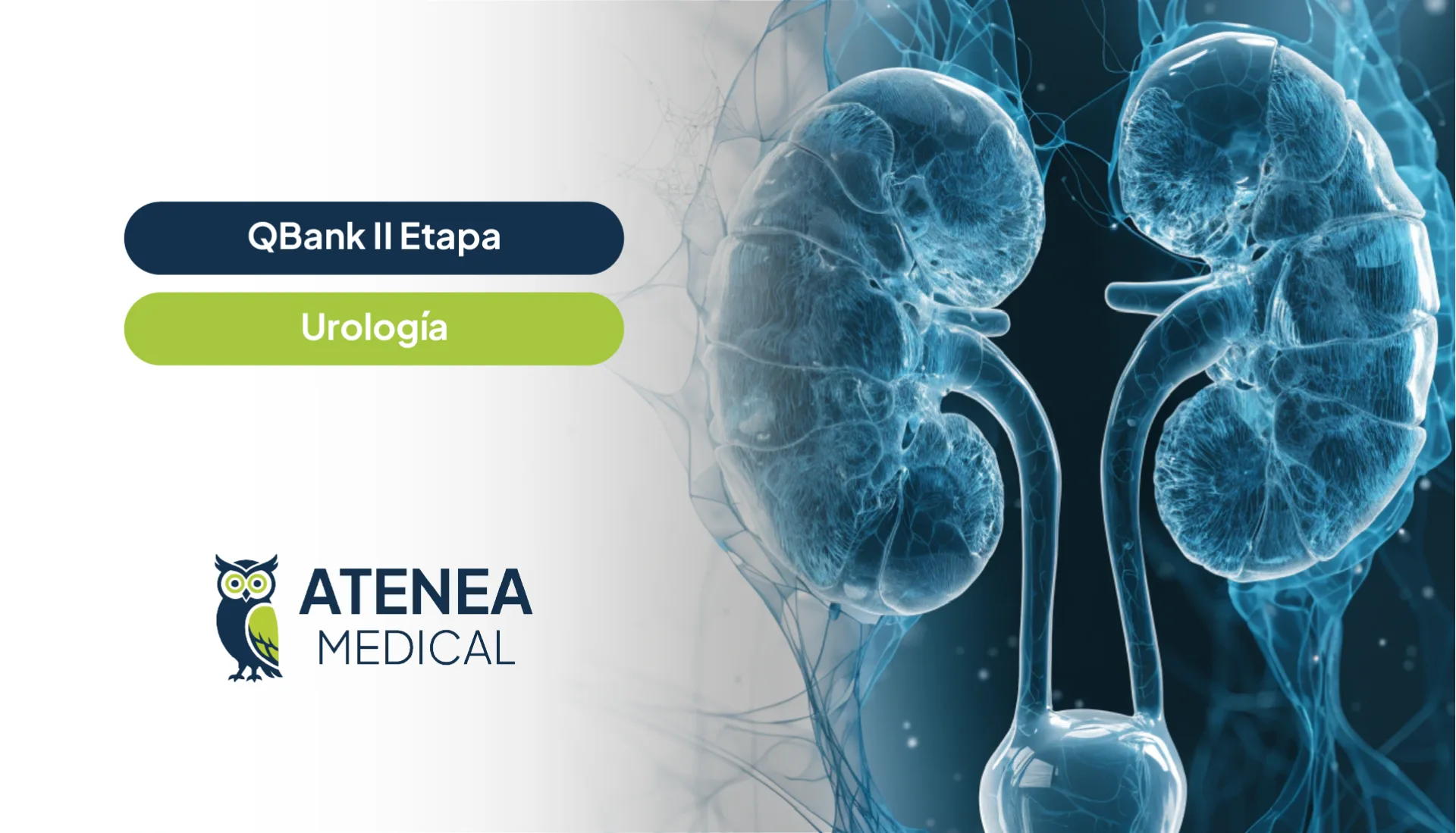 Qbank Atenea II Etapa - Urología